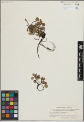 Foto von Salix herbacea L. x Salix reticulata L.